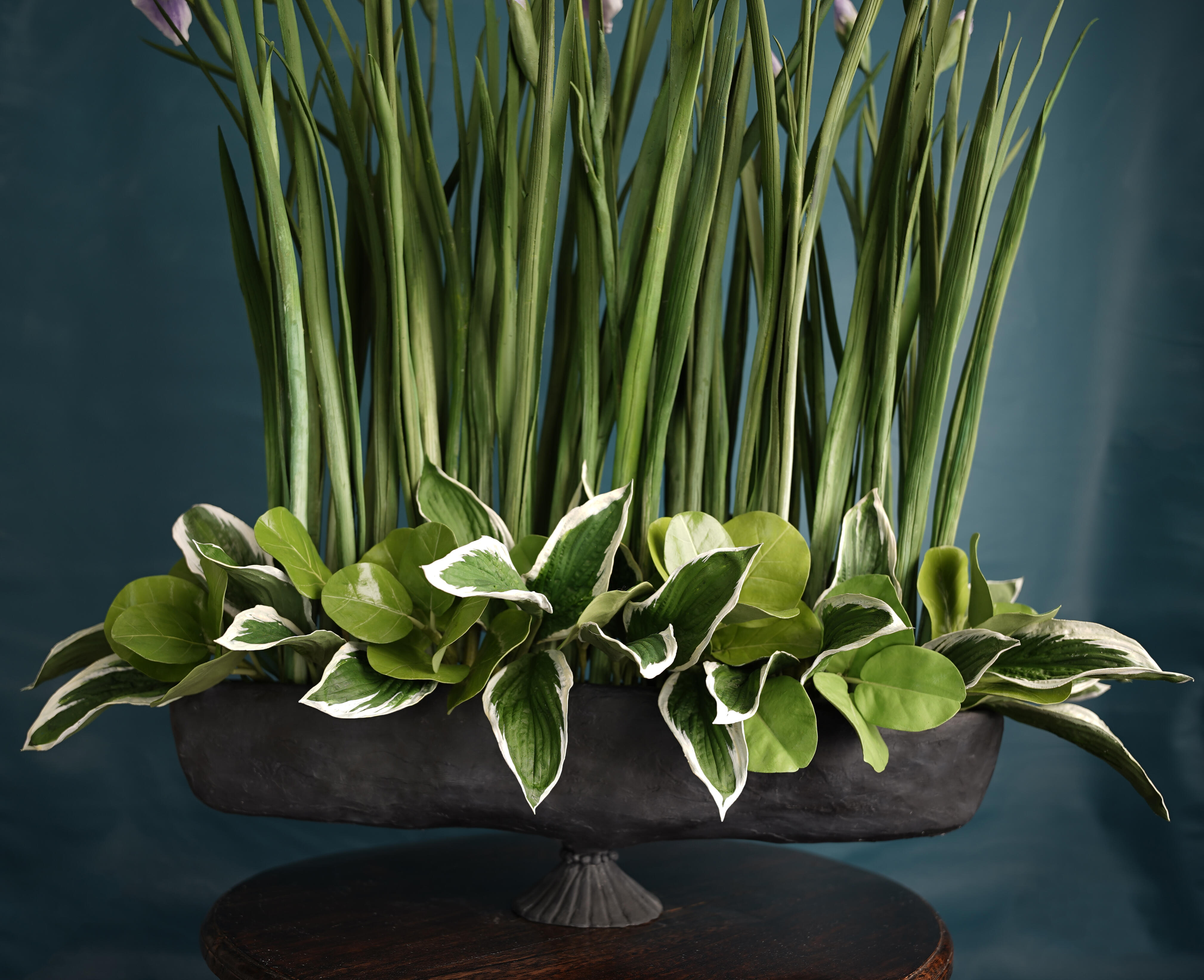 Royal and Wise Hanashobu “Iris”