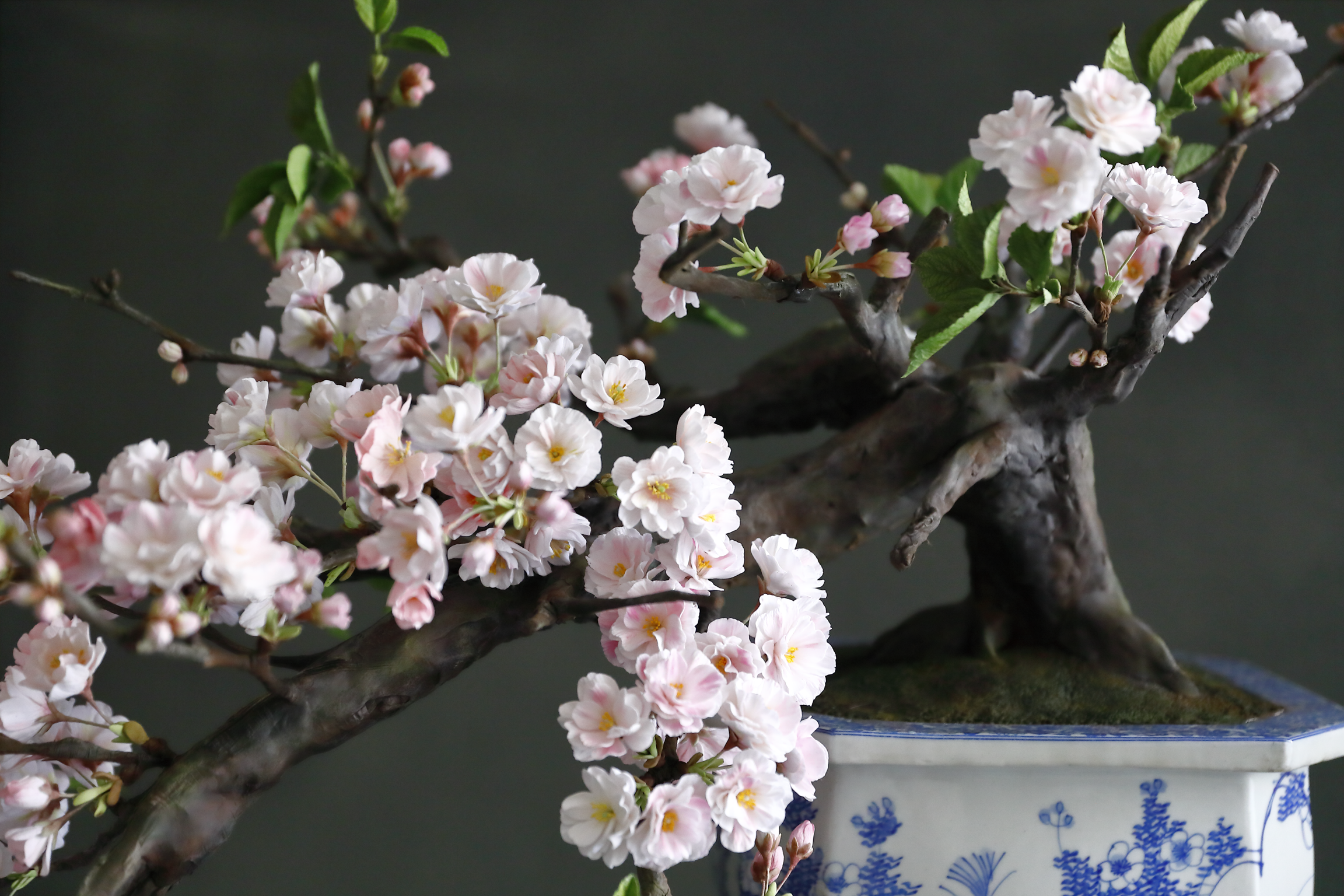 Cherry Blossom Bonsai