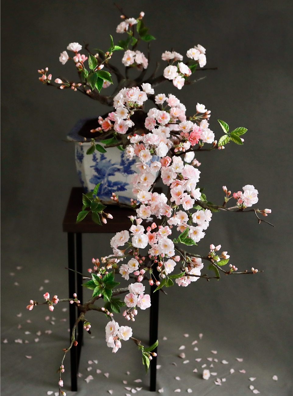 Cherry Blossom Bonsai